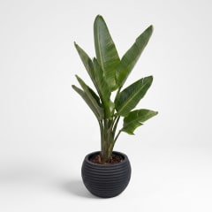 Strelitzia en Maceta Japi Polietileno