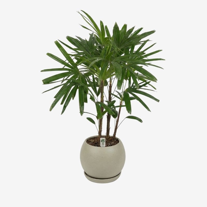 Palmera Raphis2