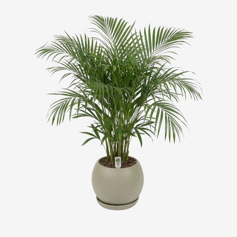 Palmera Hawaiana2