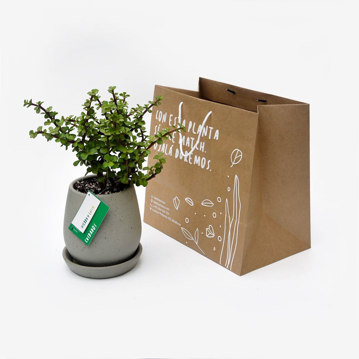 Planta de la Abundancia1