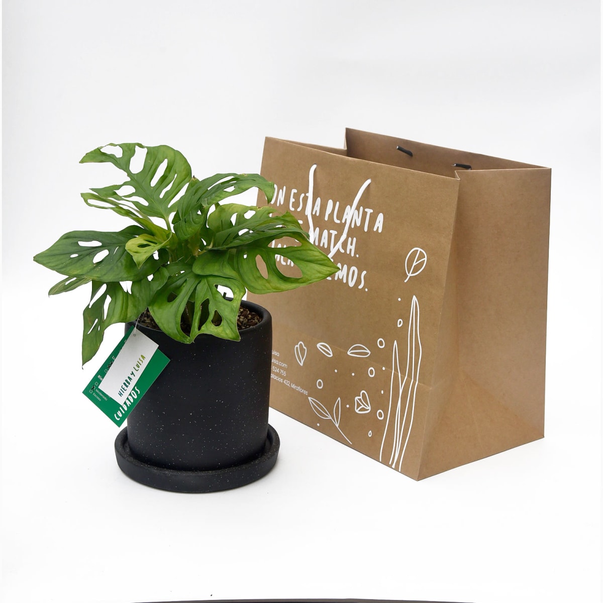 Monstera Adansonii3