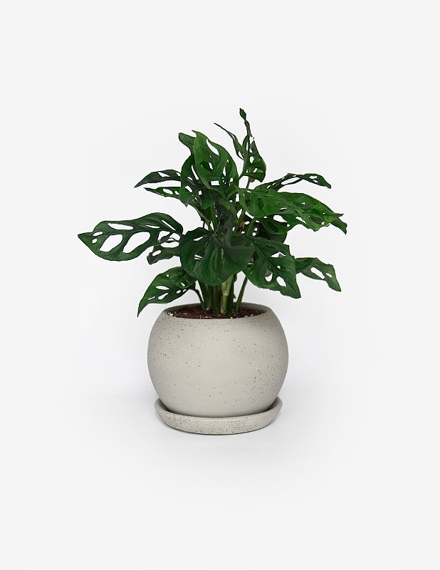 Monstera Adansonii2
