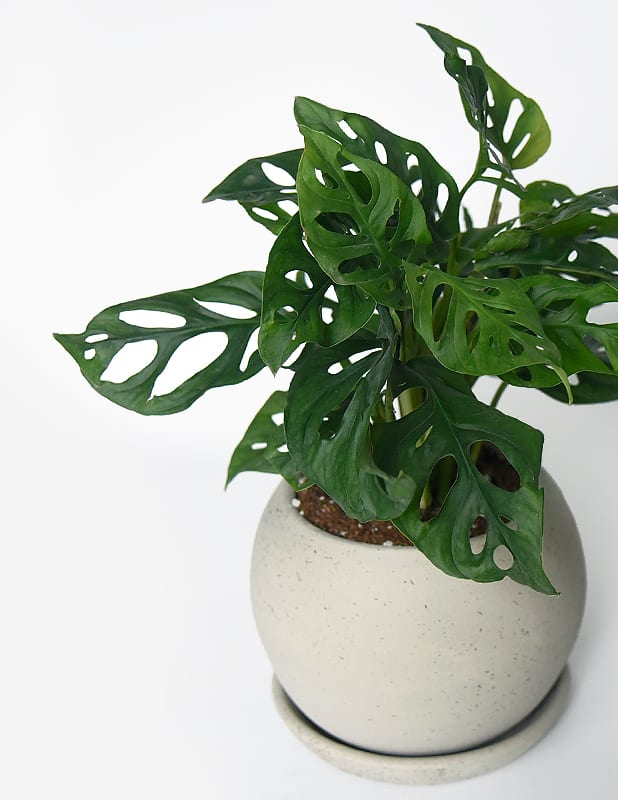 Monstera Adansonii1
