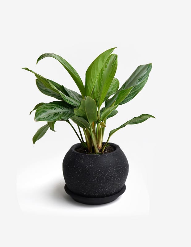 Aglaonema3