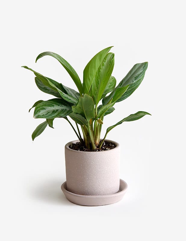 Aglaonema2