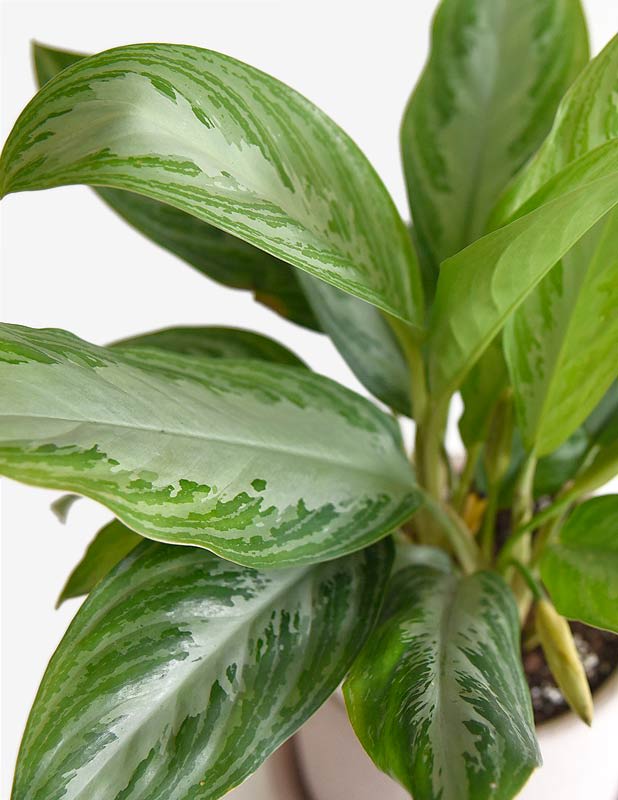 Aglaonema1