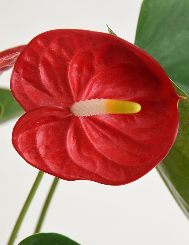 Anturio Rojo2