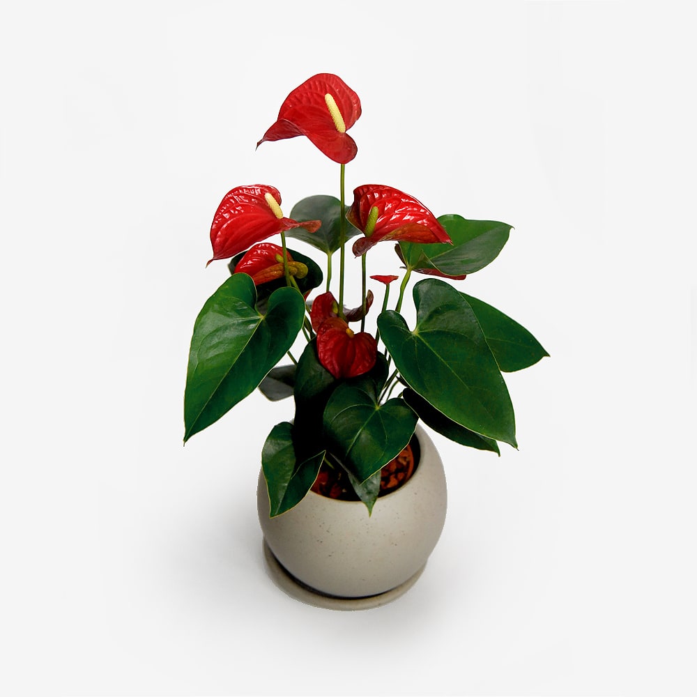 Anturio Rojo3