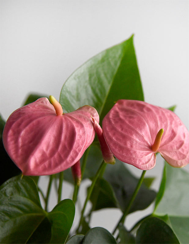 Anturio Rosado1
