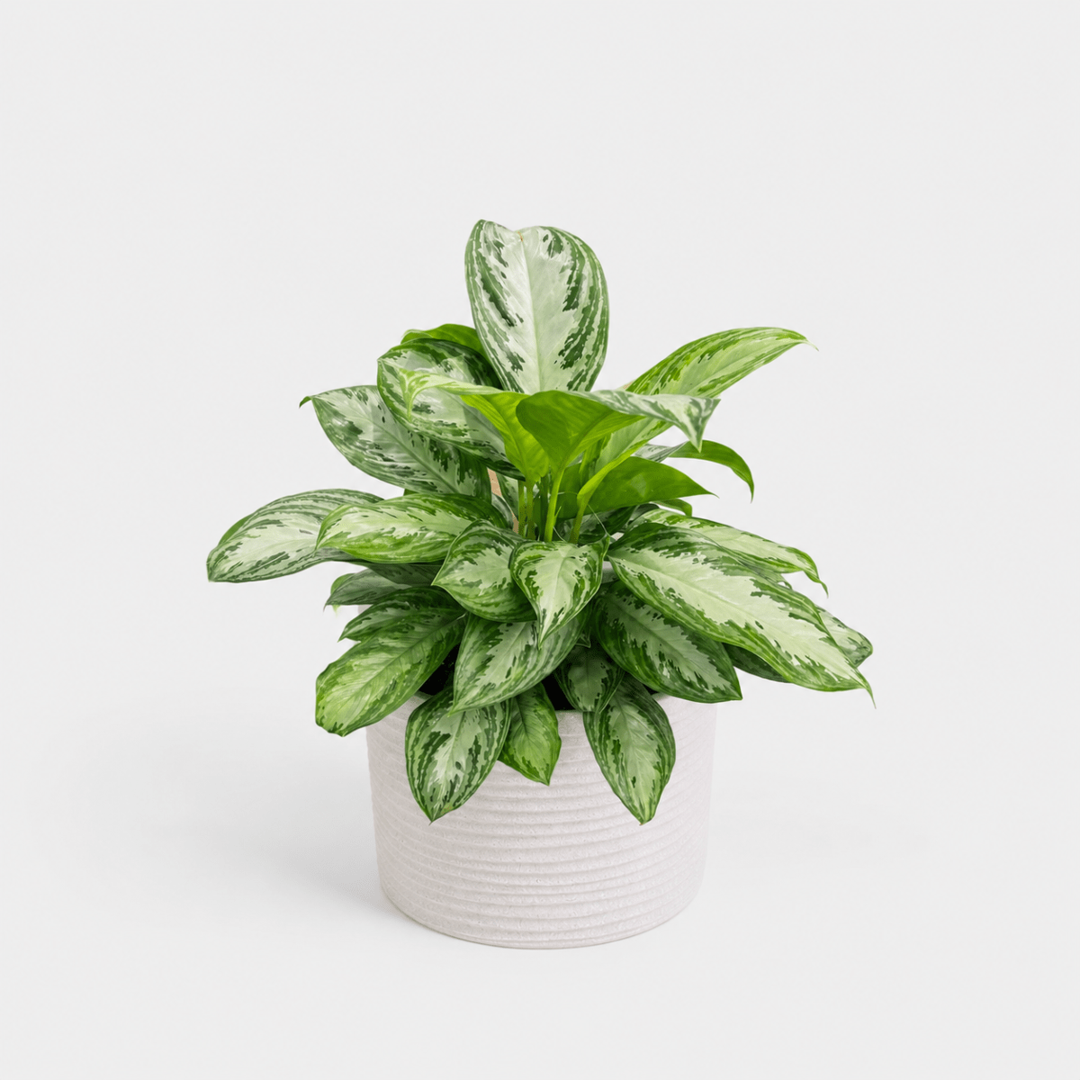 Aglaonema en Maceta Japi Lagoon Round1