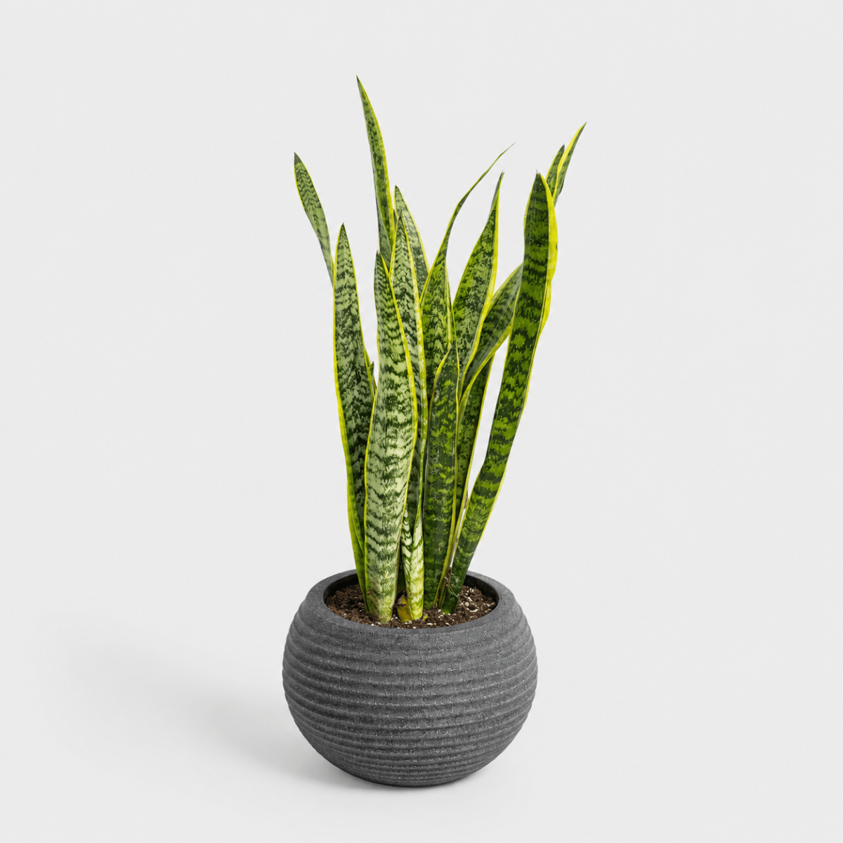 Sansevieria en Maceta Japi Lattice Bowl1