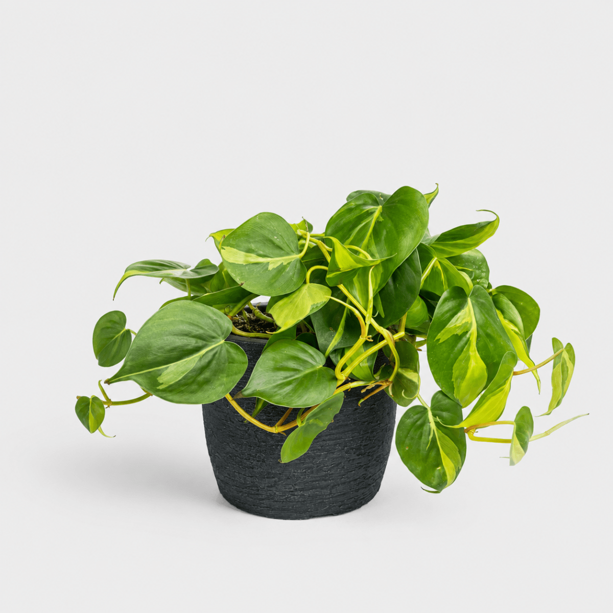 Philodendron Brasil en Maceta Japi European Round1
