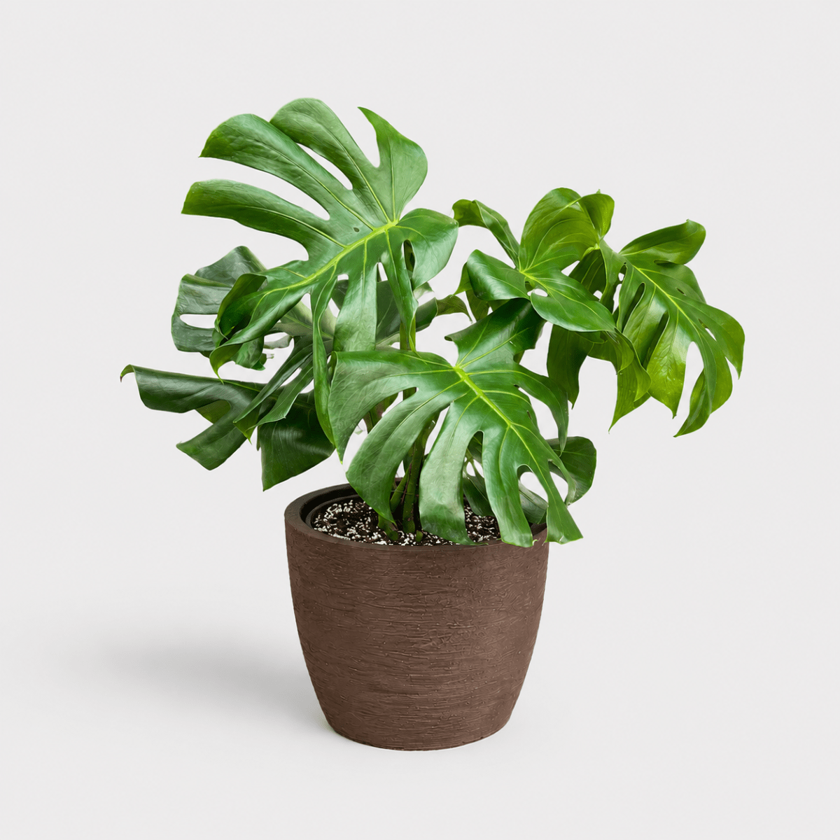Monstera en Maceta Japi European Round1