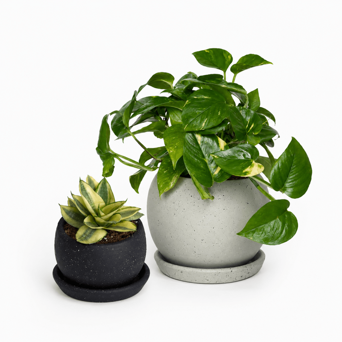 Combo Plantas para el Baño1