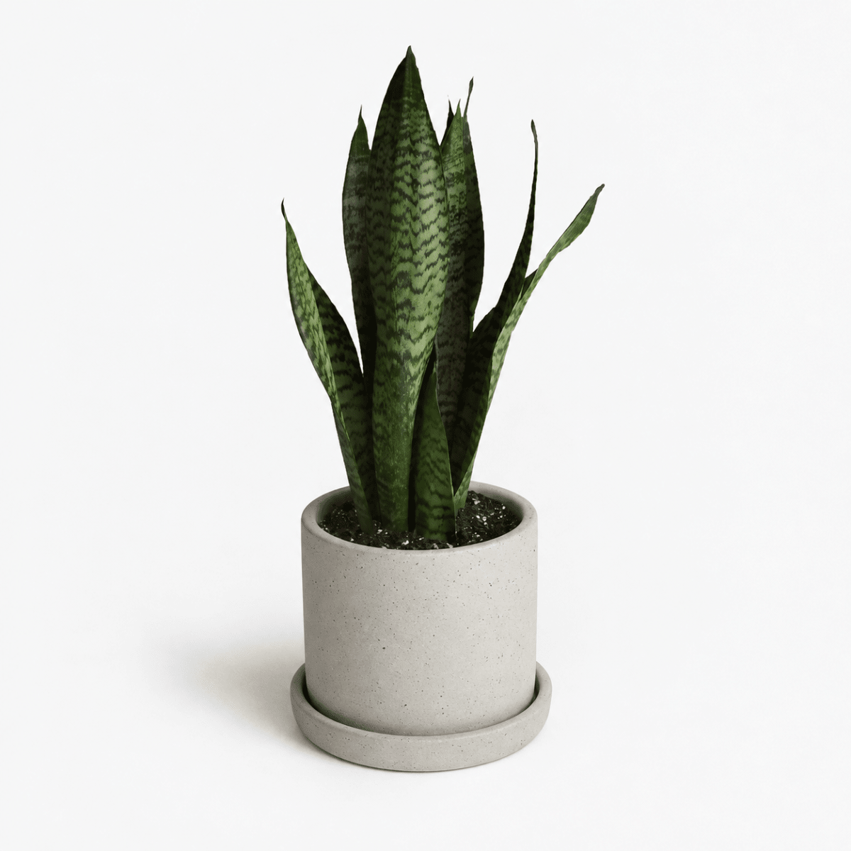 Sansevieria1