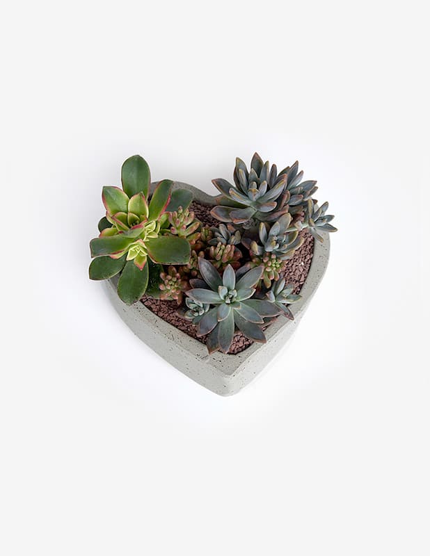 Corazón de Suculentas1