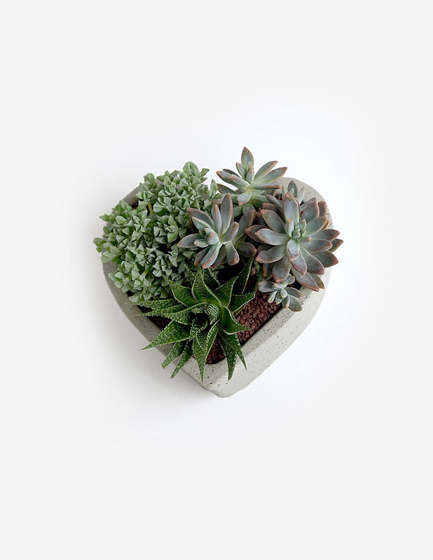 Corazón de Suculentas2