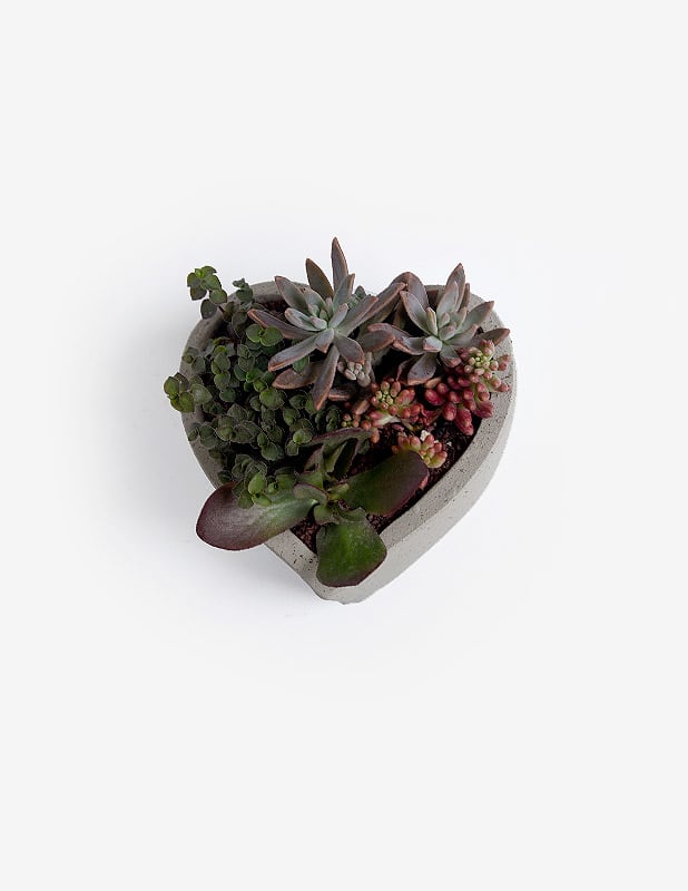 Corazón de Suculentas3