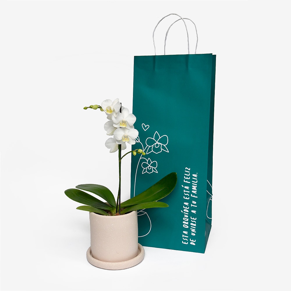 Orquídea Phalaenopsis Blanca Mini1