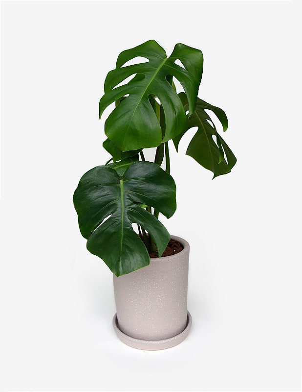 Monstera Deliciosa1