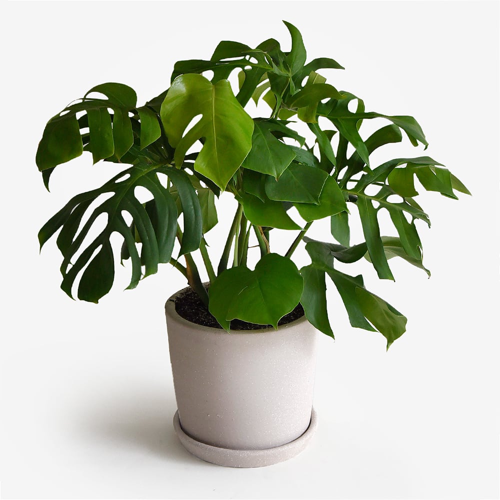 Monstera Borsigiana XL1