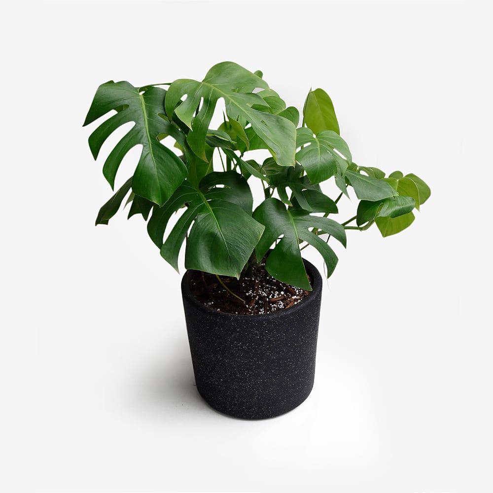 Monstera Borsigiana XL2
