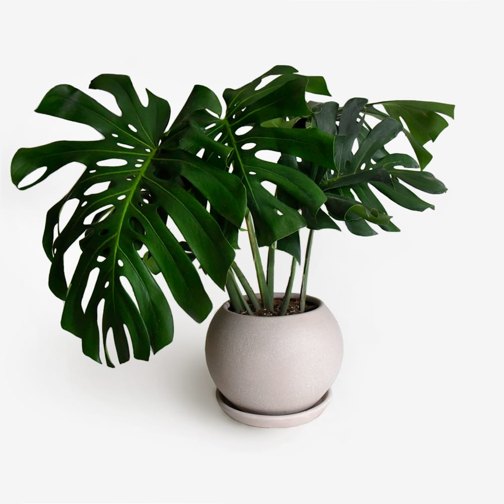 Monstera Deliciosa XL2