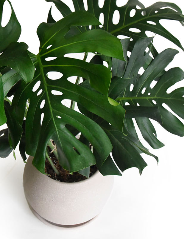 Monstera Deliciosa XL1