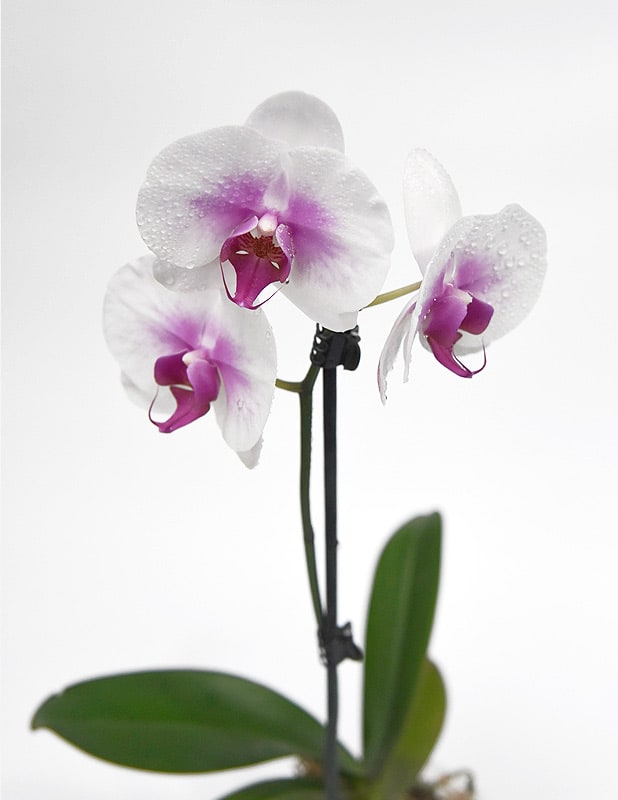 Orquídea Phalaenopsis Beso Fucsia1