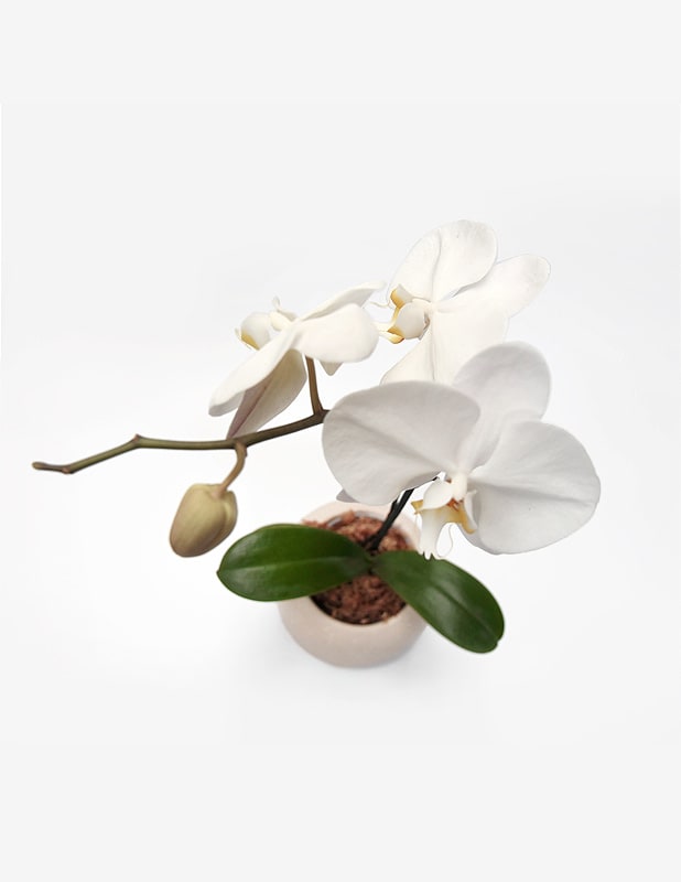 Orquídea Phalaenopsis Blanca1