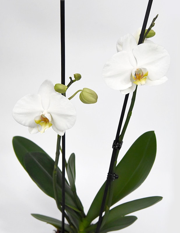 Orquídea Phalaenopsis Blanca3