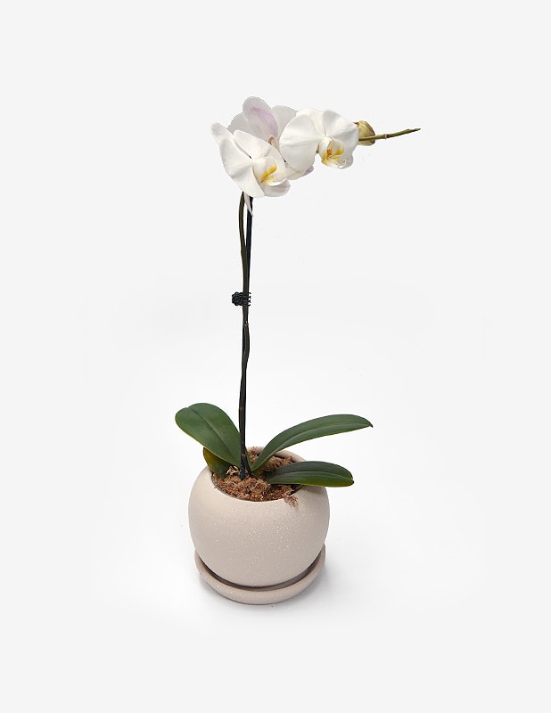 Orquídea Phalaenopsis Blanca2