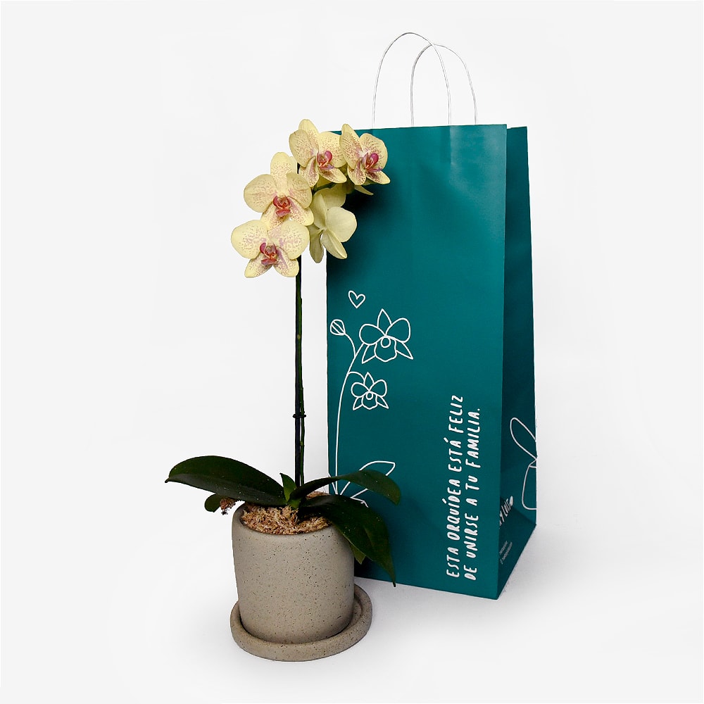 Orquídea Phalaenopsis Amarilla1