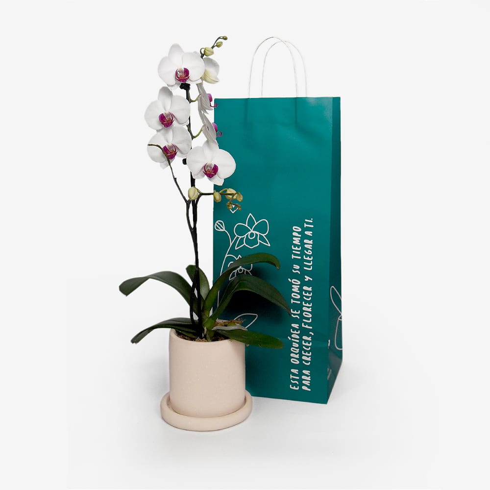 Orquídea Phalaenopsis Beso Fucsia2