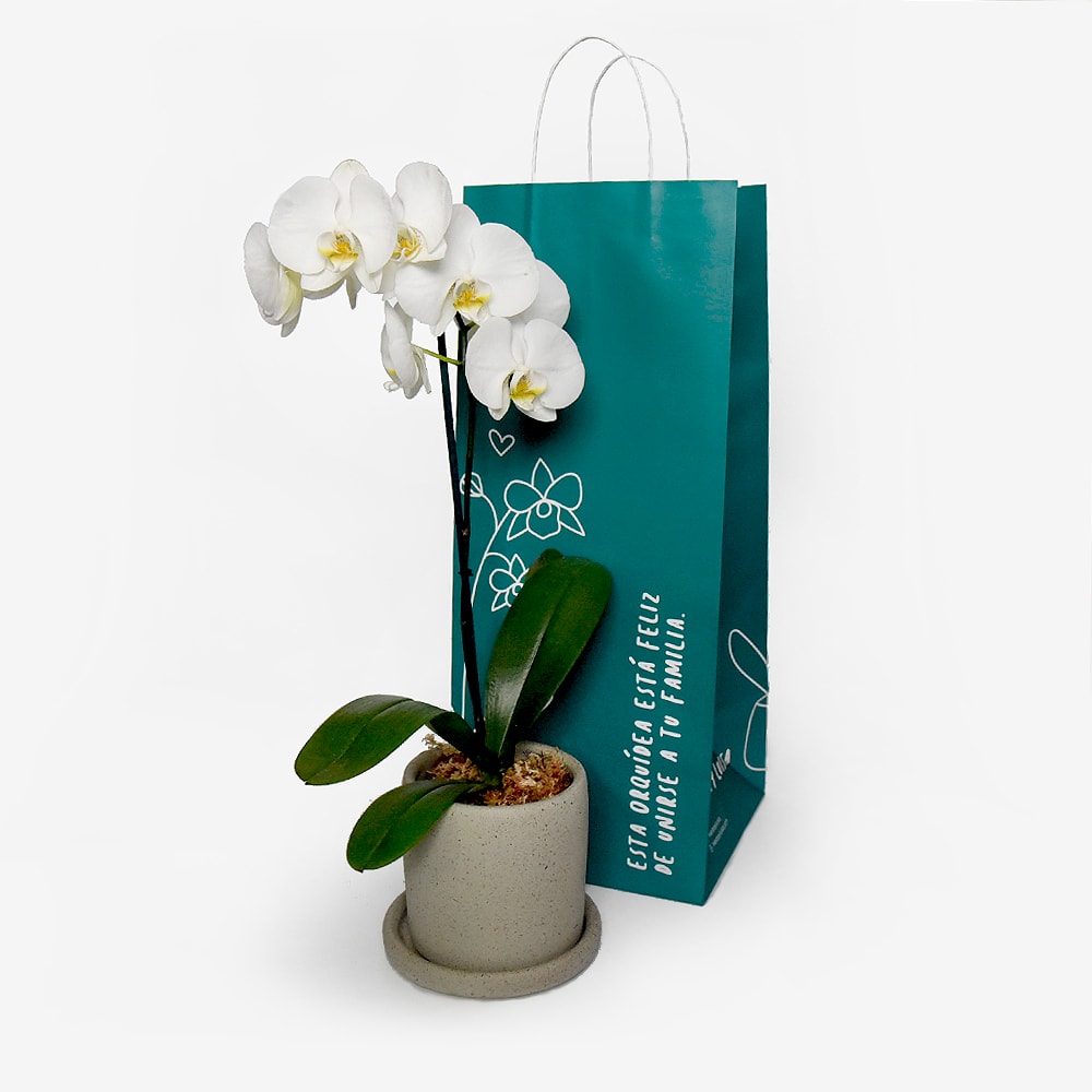 Orquídea Phalaenopsis Blanca4