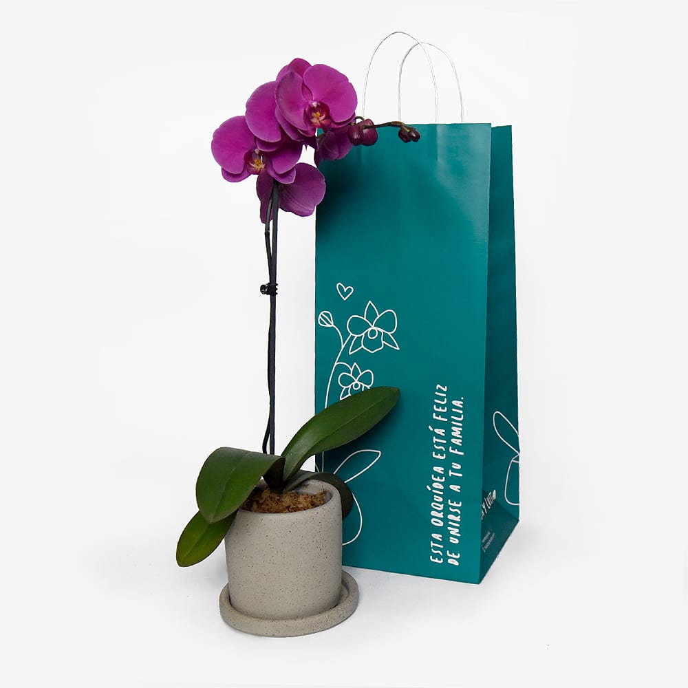 Orquídea Phalaenopsis Morada1