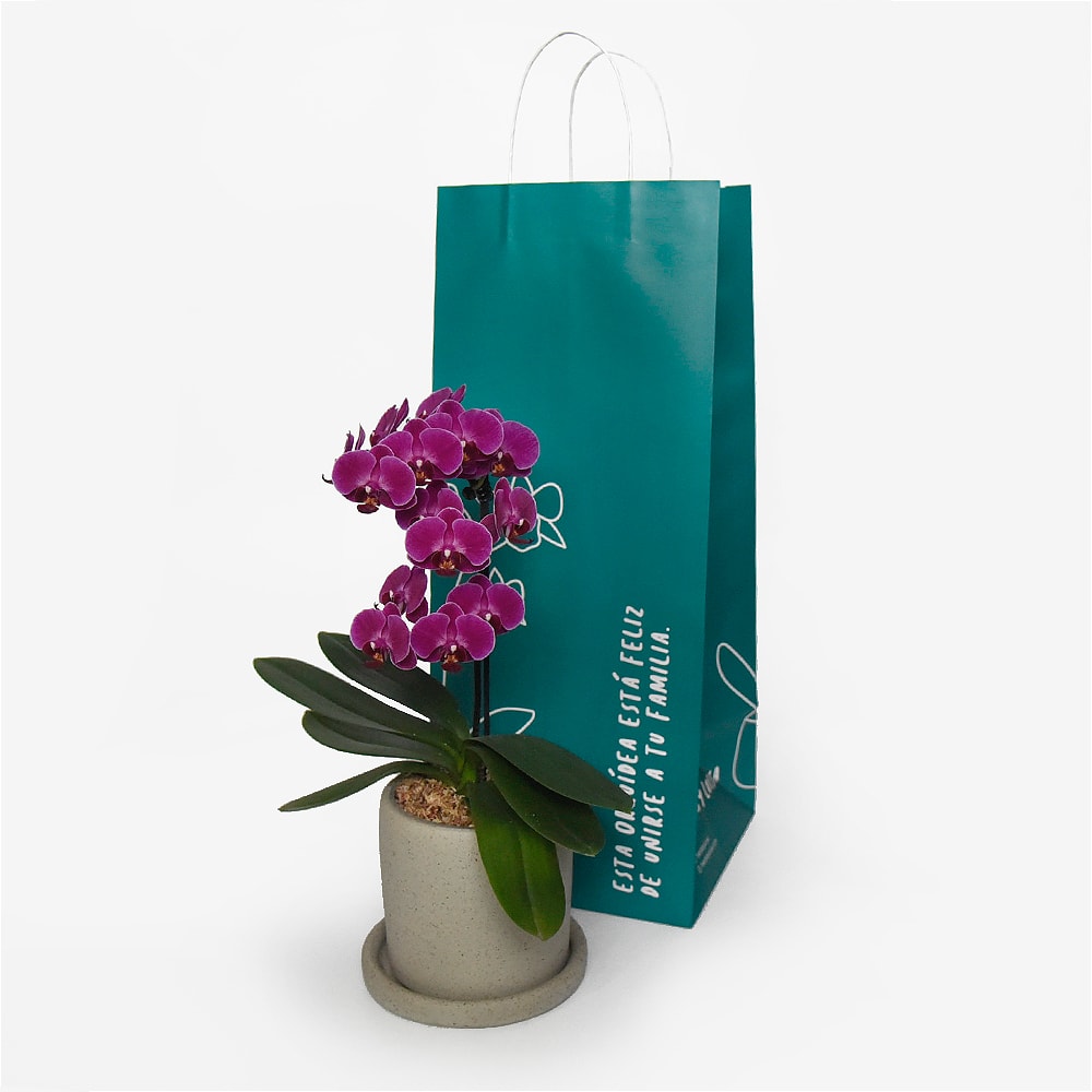 Orquídea Phalaenopsis Mini Fucsia1