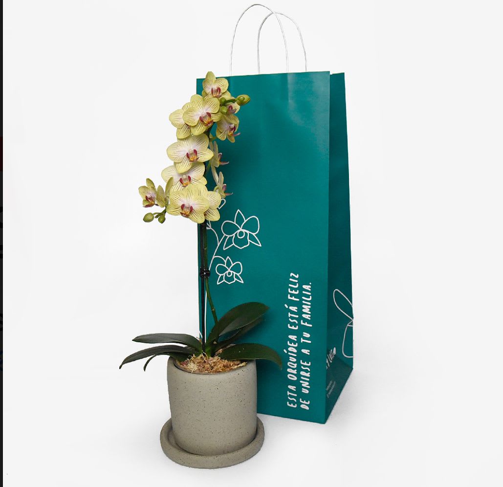 Orquídea Phalaenopsis Amarilla Mini1