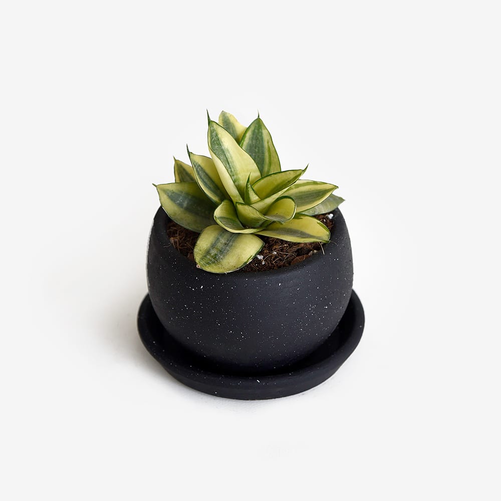 Sansevieria Enana Amarilla2