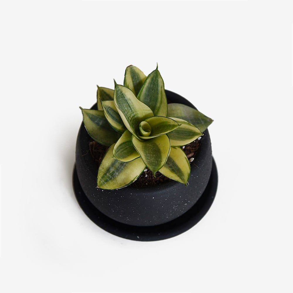 Sansevieria Enana Amarilla1