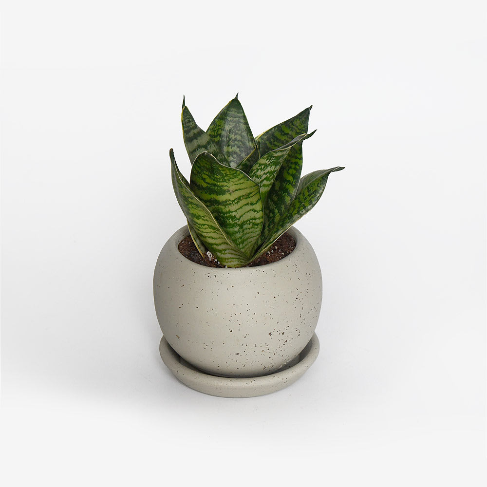 Sansevieria Enana Verde1