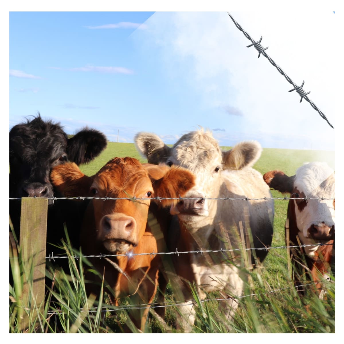 Alambre De Puas 200 Metros Calibre 17.5 Truper 1034034