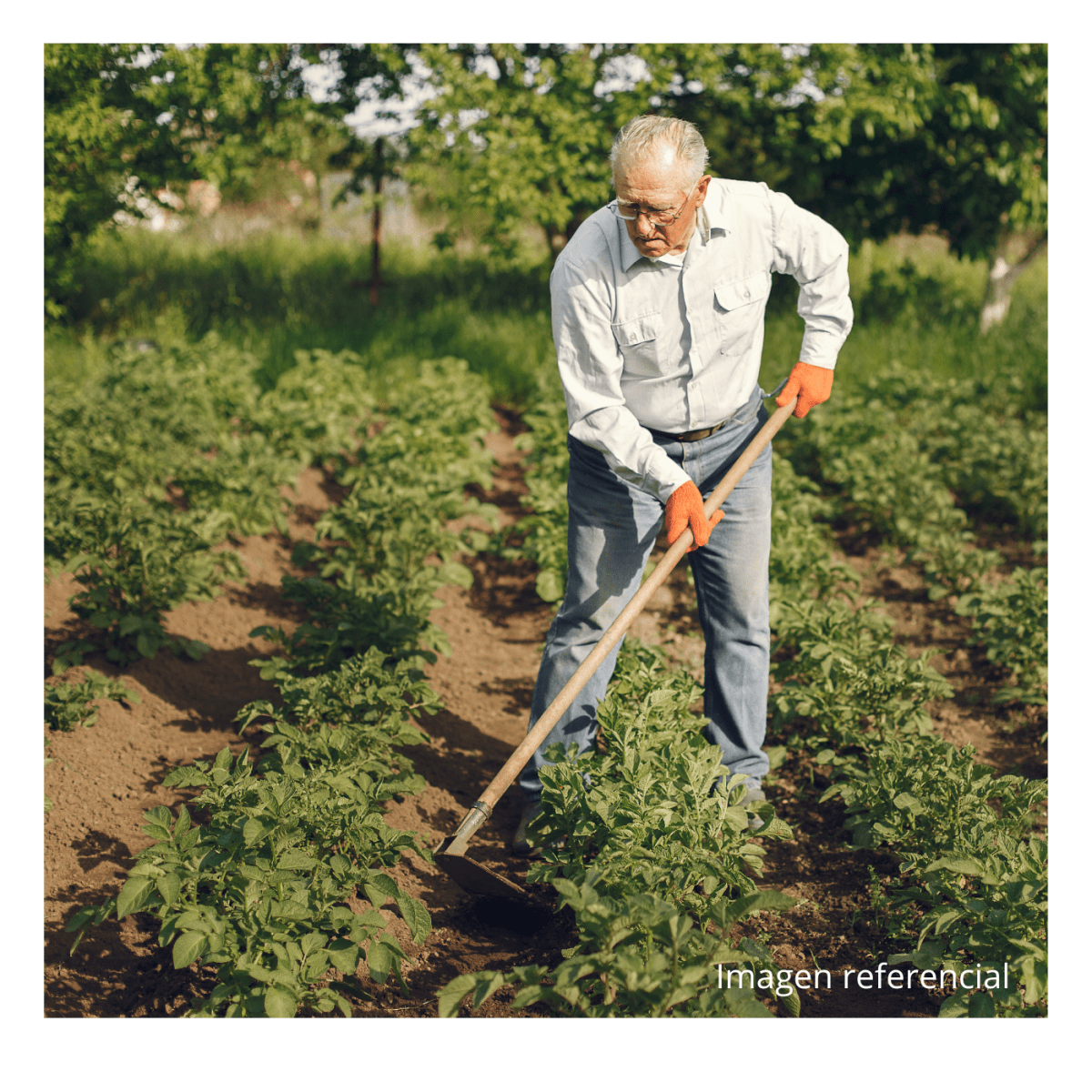 Azadon jardinero mango 54¨ Truper4