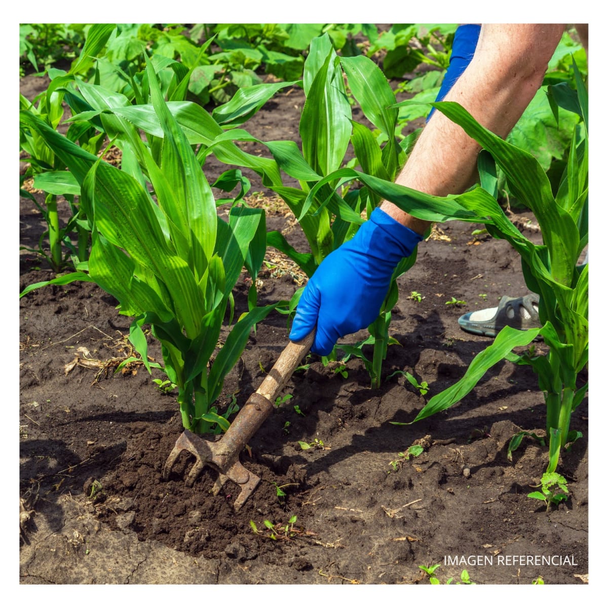 Trinche bieldo para jardín 4 dientes puño 