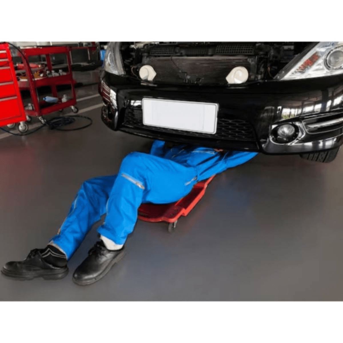 Gata lagarto 2TN + cama de plastico 40