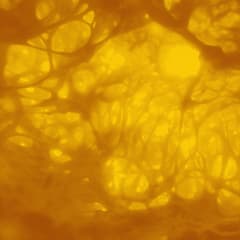 The Slow Voyage - Soul´s Whisper (Vinilo)