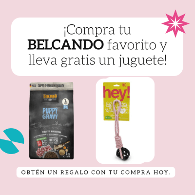 Belcando puppy 4 Kg+juguete Hey cuerda bola