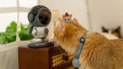 Robot cámara de seguridad interior para mascotas con WIFI, audio Bidireccional7