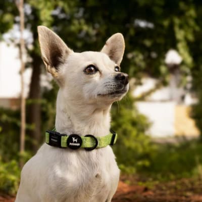 COLLAR CHIC GREEN M - PETLOUNGE1
