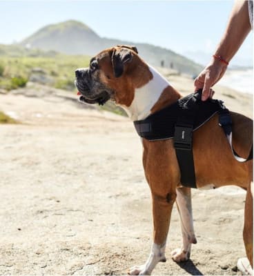 GOTHAM FLYHARNESS SIZE 41